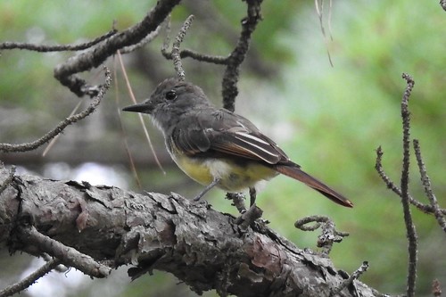 #90 Great Crested Flycatcher