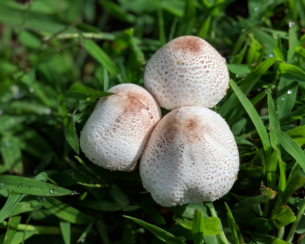 mushroom1