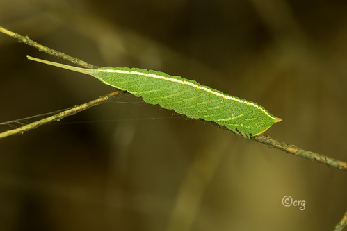 pennsylvania bradfordcounty pisgah caterpillar mottledprominent macrurocampamarthesia