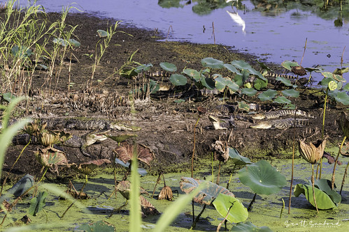 80d anahuacnationalwildliferefuge canon ef14xiii ef100400mmf4556lii eos gulfcoast naturalbeauty naturallight nature outdoor summer texas water wildlife alligator birds reptile