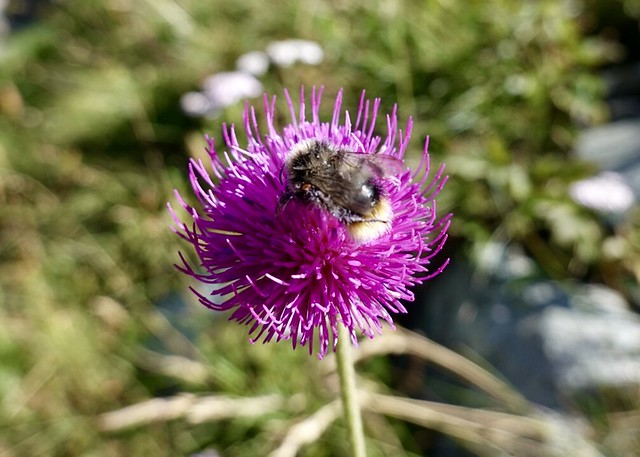 Bumblebee on thistle