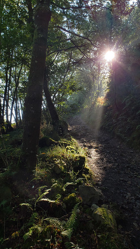 morning camino primitivo trail path woods forest durrum samsung s9 salas