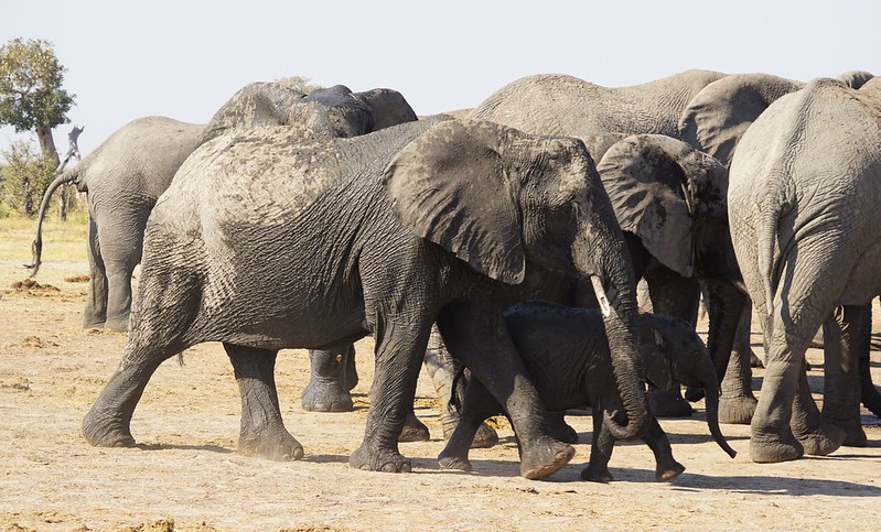 De Moremi a Savuti, entre jirafas y elefantes - BOTSWANA, ZIMBABWE Y CATARATAS VICTORIA: Tras la Senda de los Elefantes (31)