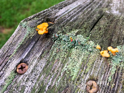 fungi and lichens