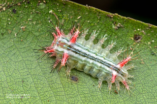 Caterpillar (Limacodidae) - DSC_2668