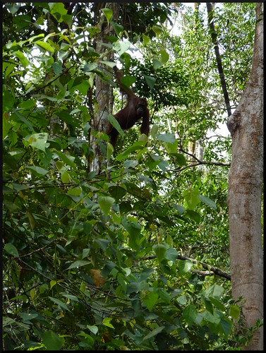 Indonesia en 2 semanas: orangutanes, templos y tradiciones - Blogs de Indonesia - Parque Nacional Tanjung Puting (22)