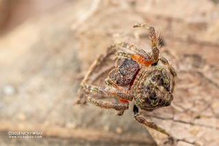 Broad-headed bark spider (Caerostris sp.) - DSC_1683