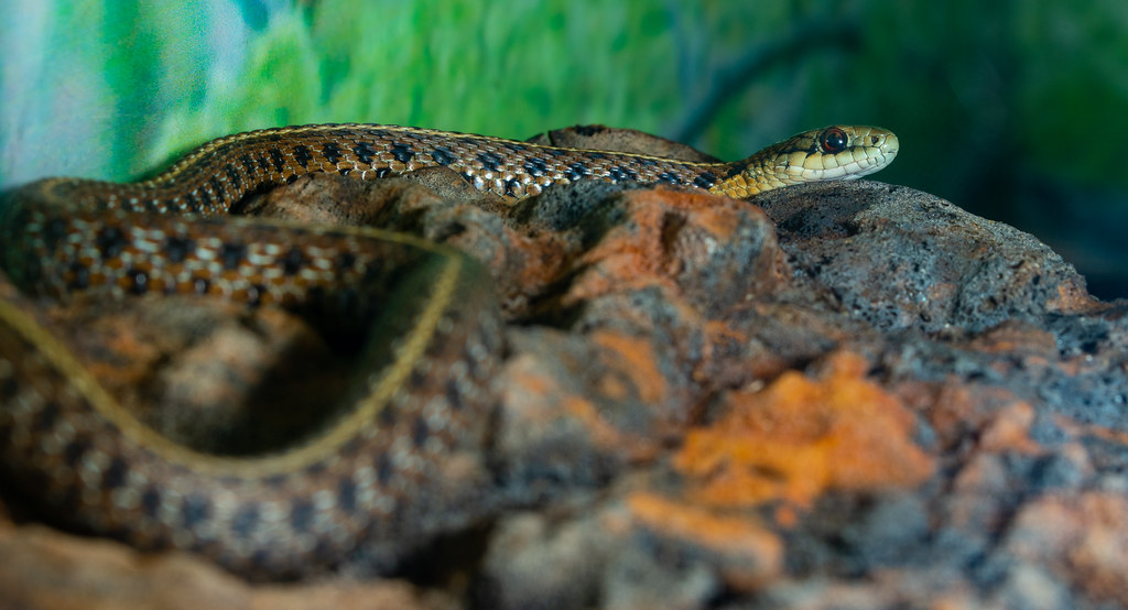 Northwestern Garter Snake_2