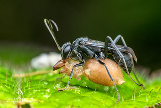 Spider wasp (Pompilidae) - DSC_2527