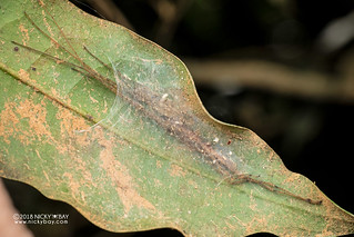 Long-legged sac spider (cf. Donuea sp.) - DSC_1681