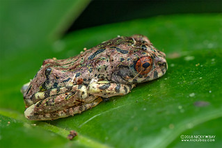 Warty bright-eyed frog (Boophis guibei) - DSC_2683