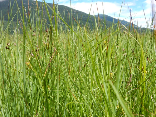 carexflava yellowsedge cyperaceae native bunched sedge wetlands deerpark tupperlake powellcounty montana