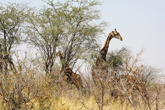 Safari en Makgadikgadi Pans National Park: este año se llevan las rayas - BOTSWANA, ZIMBABWE Y CATARATAS VICTORIA: Tras la Senda de los Elefantes (14)