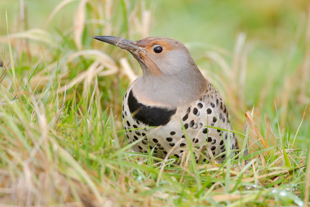 A female northern flicker searches for breakfast in a meadow on a rainy winter morning at Ridgefield National Wildlife Refuge