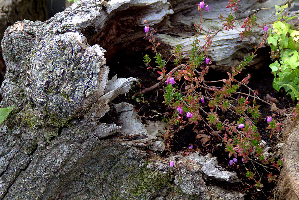 un poema natural: en un tronco hueco ¡como brillan las flores del brezo vizcaíno!