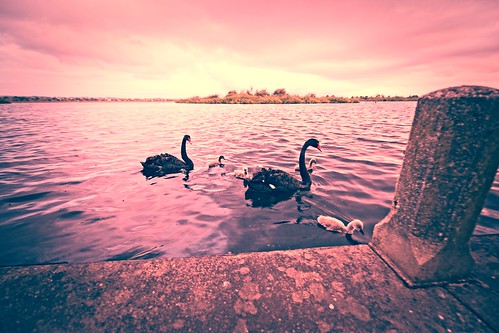 lake swan cygnet