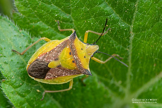 Stink bug (Pentatomoidea) - DSC_8928