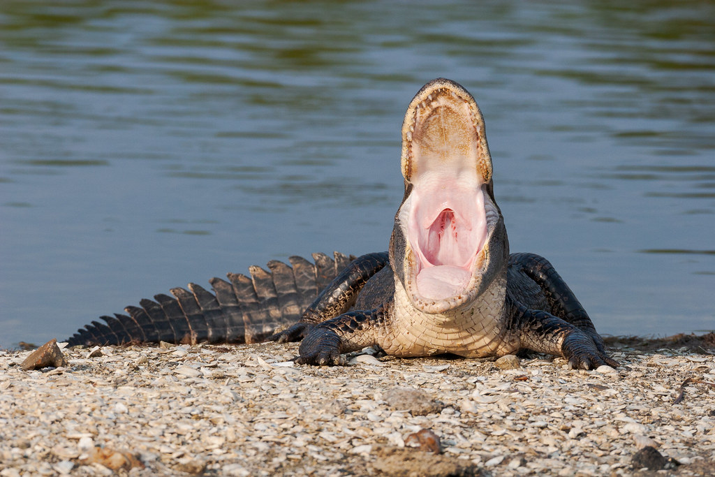 An American alligator yawns with its mouth wide open on a sunny day at Huntington Beach State Park in Murrells Inlet, South Carolina