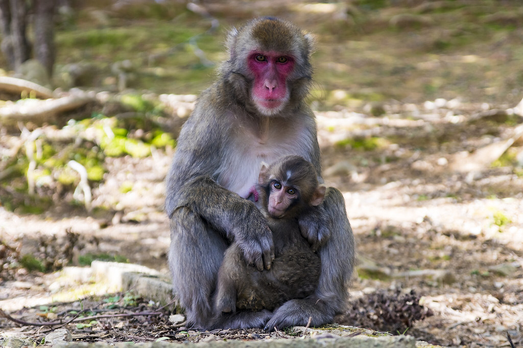 Mum & Baby, Snow Monkeys