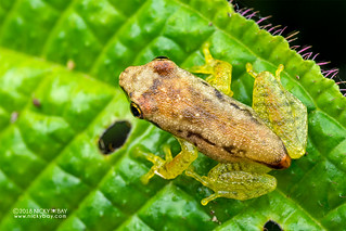 Free Madagascar Frog (Guibemantis liber) - DSC_0556