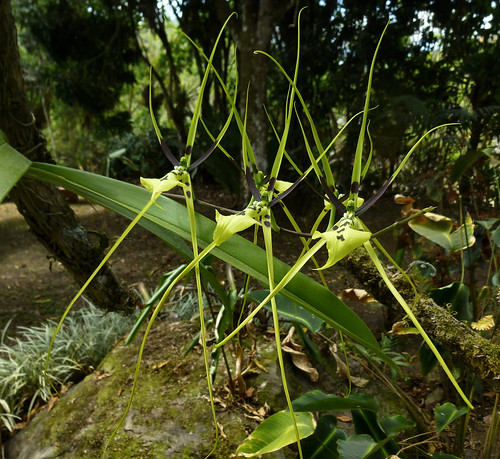 orquidea orchid green verde brassia caudata