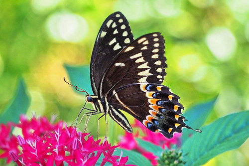 blackswallowtail blackswallowtailbutterfly butterfly olympuspenepm2 olympus fairfieldharbour northcarolina closeup macro
