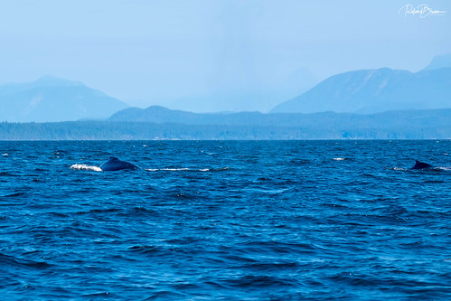 kanada canada britishcolumbia campbellriver vancouver island meer ocean pazifik pacific himmel sky wale whales