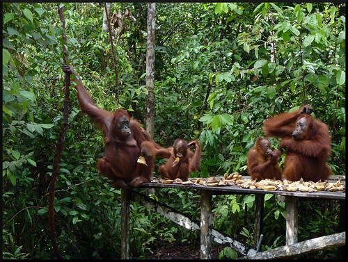Indonesia en 2 semanas: orangutanes, templos y tradiciones - Blogs de Indonesia - Parque Nacional Tanjung Puting (31)