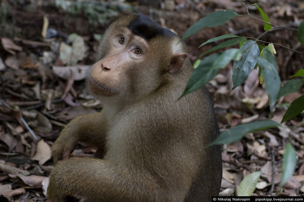 Дамы-орангутаны с Суматры красят губы помадой Апакабар, Букит, когда, макака, ответил, человек, Лесной, этого, человека, вверх, созданий, любопытством, землю, умный, прекрасно, Пусть, Лаванг, Пошли, ренданг, радовался