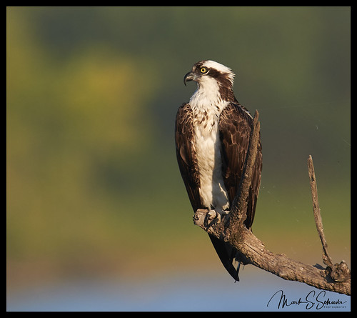 osprey riverlandsmigratorybirdsanctuary rmbs westalton missouri nikon d850 600mmnikkor lincolnshieldsrecreationarea