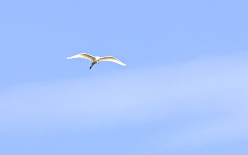 swamp wildlife egret white nature mississippi usa