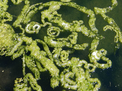 algae swirls