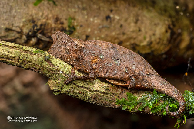 Brown leaf chameleon (Brookesia superciliaris) - DSC_0564