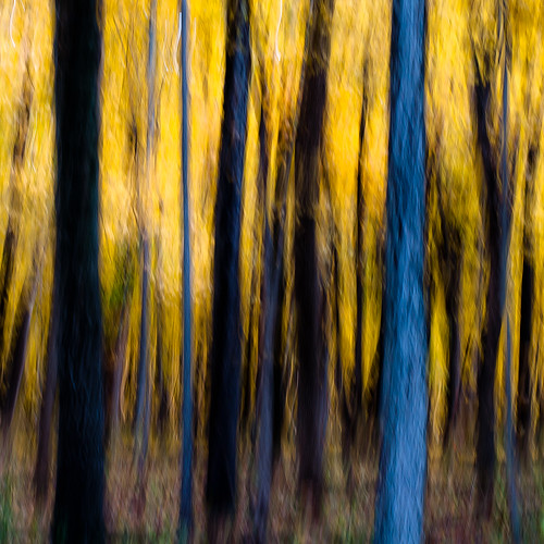 d5000 icm nikon ryersonwoodsforestpreserve abstract autumn blur branches forest intentionalcameramovement landscape leaves motion movement natural noahbw square treebark treetrunk trees woods