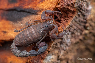 Scorpion (Grosphus sp.) - DSC_0251