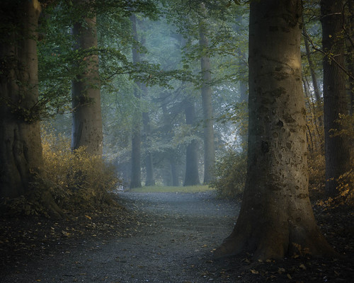 ambience ambientlight art autumn beautiful calm caughtinpixels country denmark fall fineart fineartphotography forest jacobsurland landscape light mist misty mood moody path pathway peaceful relaxing tree trees warmlight woodland
