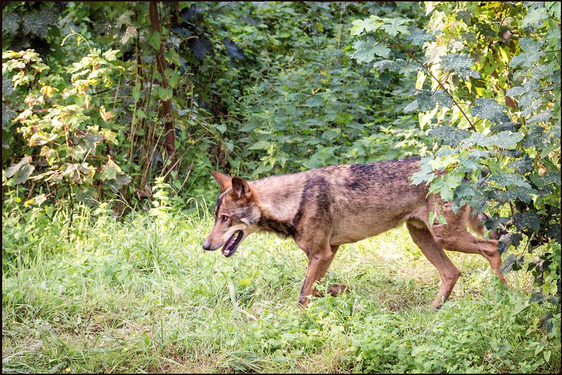 Parque Natural de Somiedo - Blogs de España - 20 de agosto, lunes: Lagos de Saliencia y Cercado del lobo de Belmonte (22)