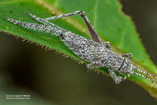 Scaly cricket (cf. Mogoplistidae) - DSC_0242