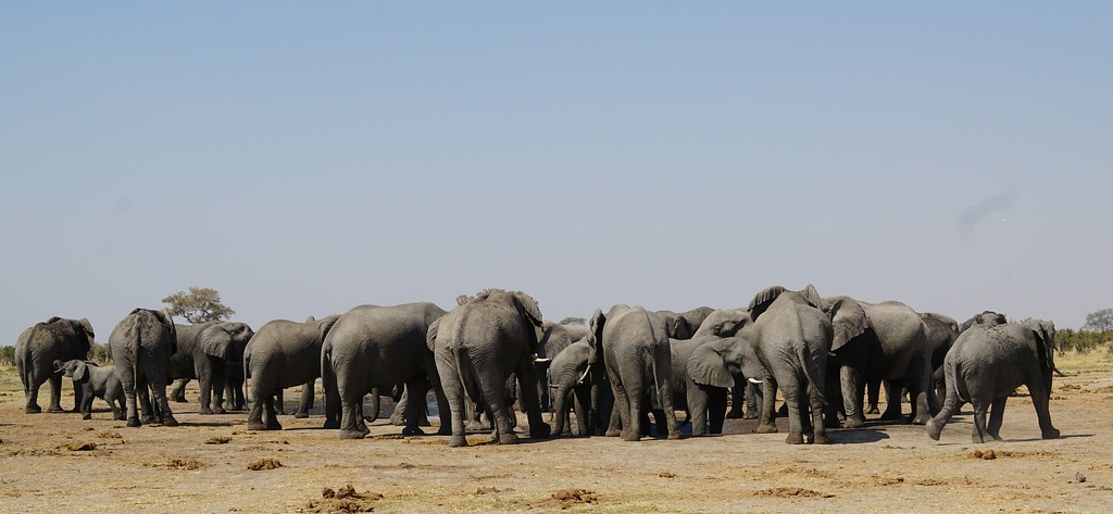 De Moremi a Savuti, entre jirafas y elefantes - BOTSWANA, ZIMBABWE Y CATARATAS VICTORIA: Tras la Senda de los Elefantes (21)
