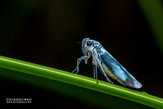 Leafhopper (Cicadellidae) - DSC_7923