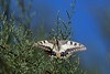 Machaon - Papilio machaon - Vendée