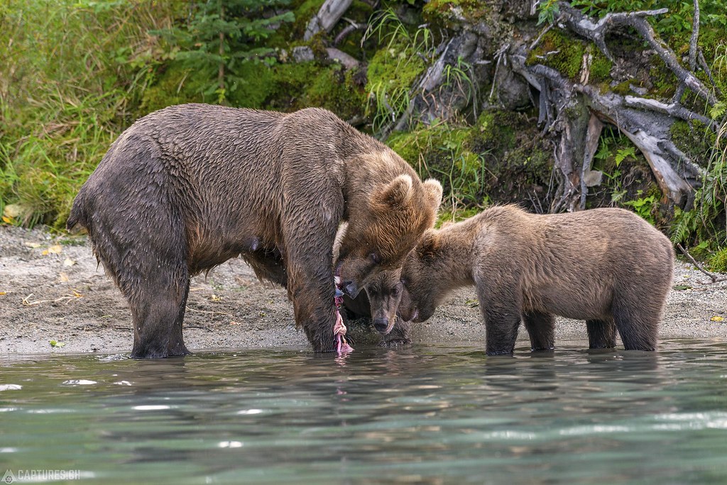 Three bears - Alaska