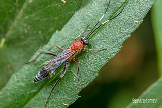 Ichneumon wasp (Cryptinae) - DSC_8482