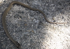 Grass snake (Natrix natrix) - Photo of Visan