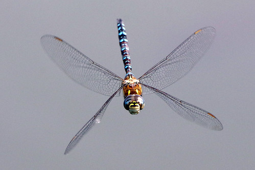 framptoonmarsh nature wild wildlife insect dragonfly migranthawker aeshnamixta