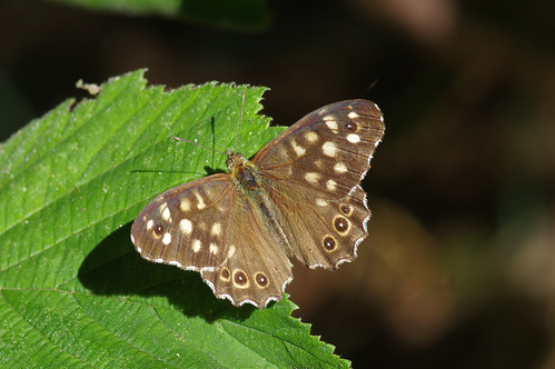 wild wildlife insect nature cambridgeshire butterfly speckledwood v gamlingaywood