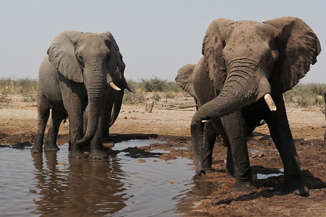 Safari en Makgadikgadi Pans National Park: este año se llevan las rayas - BOTSWANA, ZIMBABWE Y CATARATAS VICTORIA: Tras la Senda de los Elefantes (12)