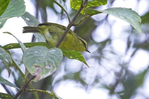 malaysia borne mountain leafwarbler leaf warbler phylloscopus trivirgatus mountainwarbler phylloscopustrivirgatus