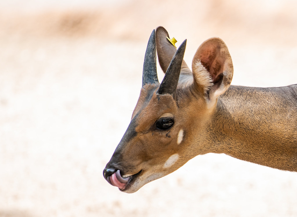 Harnessed Bushbuck Antelope_5