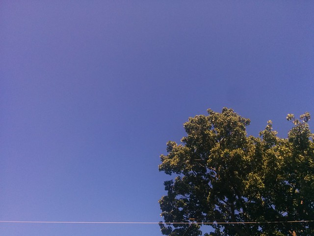 Blue sky, green leaves #toronto #wallaceemerson #russettavenue #blue #sky #green #leaves #trees